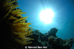 good day by Nimrod Ben Hur 